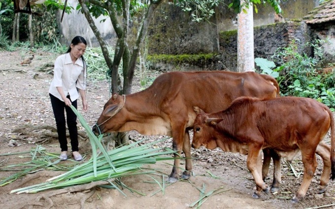 Thanh Hoá: Có gần 74.000 hộ nghèo được hỗ trợ vay vốn phát triển sản xuất