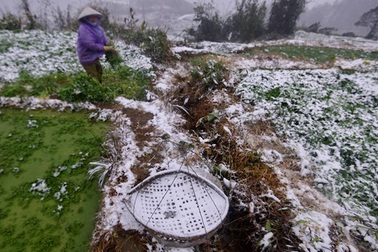 Người dân thiệt hại nặng nề trong đợt rét kỷ lục