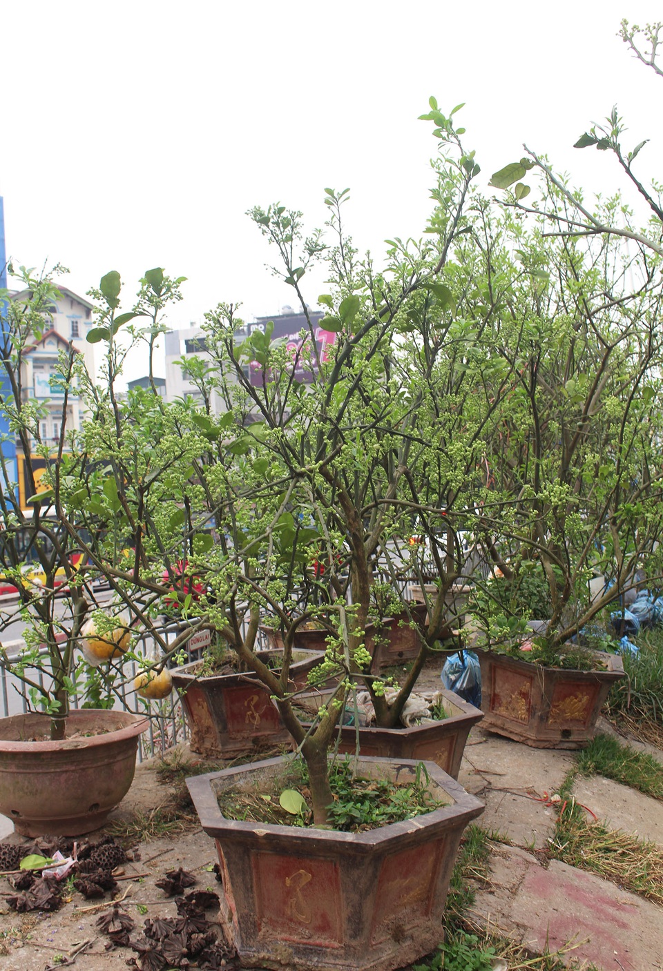 Chán mua hoa bưởi theo cân, dân Hà thành vung tiền lấy cả cây lẫn chậu - 6 Chán mua hoa bưởi theo cân, dân Hà thành vung tiền lấy cả cây lẫn chậu - 6