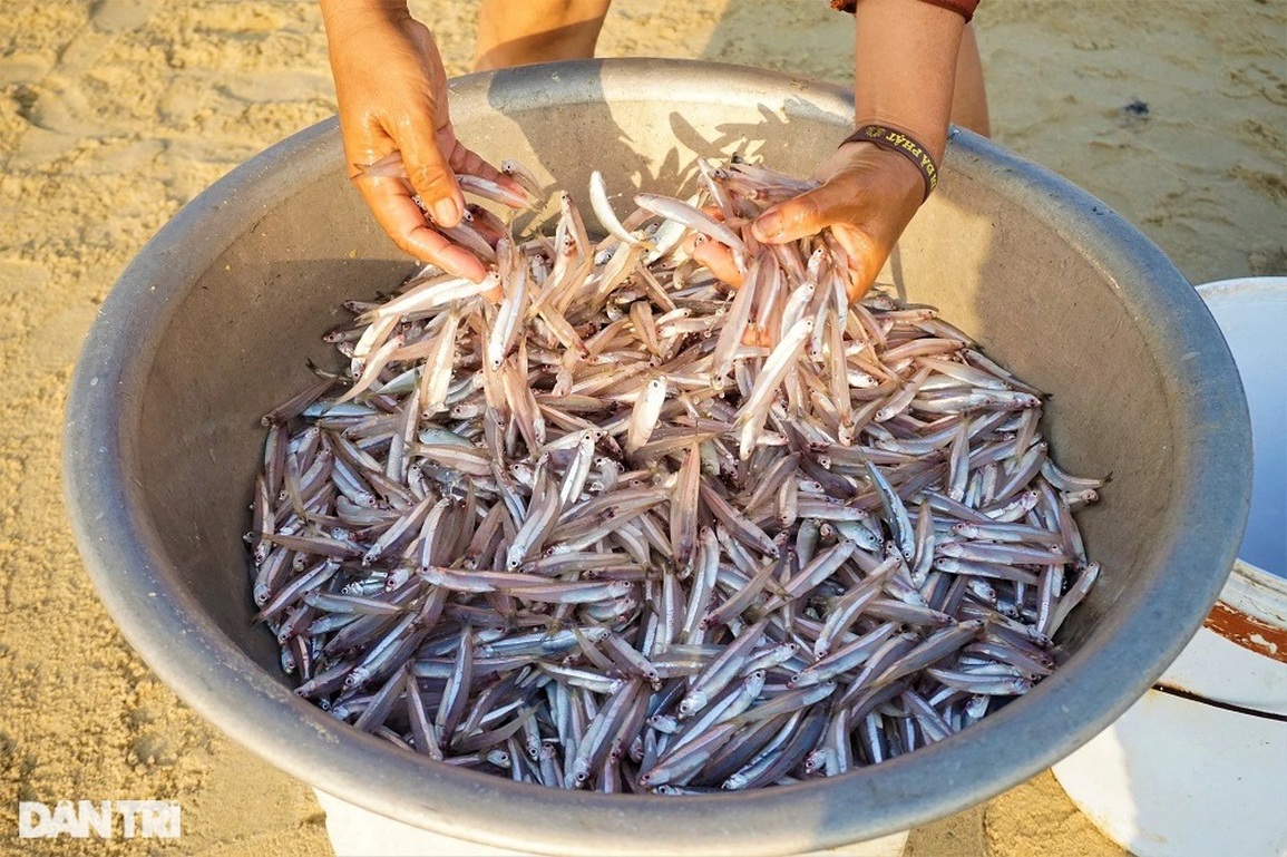 Trúng đậm những mẻ cá tí hon, ngư dân kiếm tiền triệu sau vài giờ ra khơi - 9 Trúng đậm những mẻ cá tí hon, ngư dân kiếm tiền triệu sau vài giờ ra khơi - 9