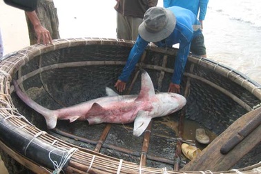 Ly kỳ chuyện săn “quái vật” ở vùng biển Quy Nhơn 