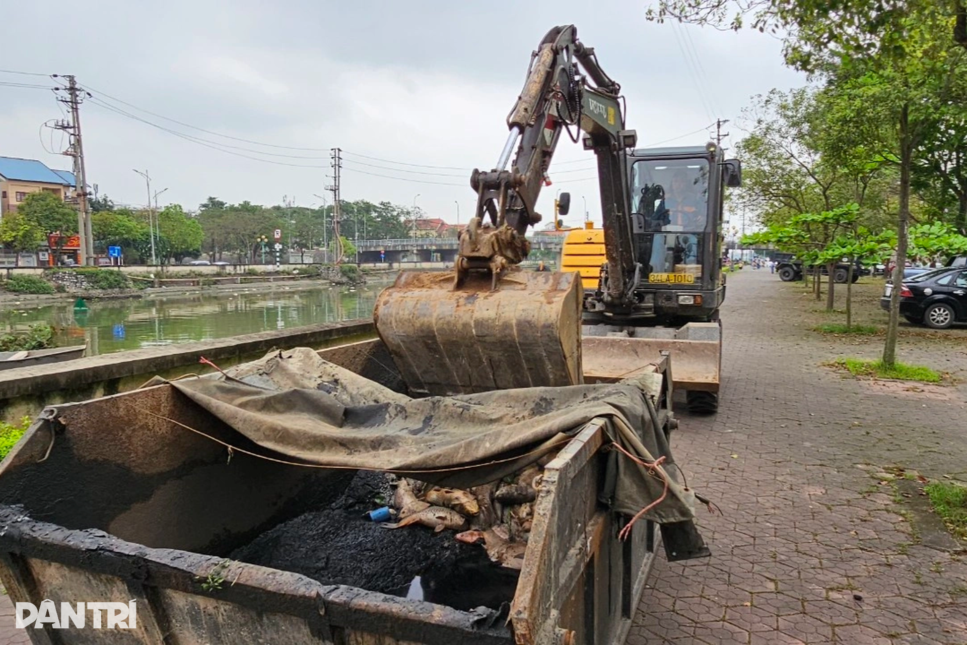 Công nhân môi trường căng mình vớt cá chết ở Hải Dương - 8 Công nhân môi trường căng mình vớt cá chết ở Hải Dương - 8
