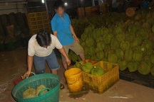 Đột kích bắt tại trận một cơ sở “tắm” hóa chất cho sầu riêng