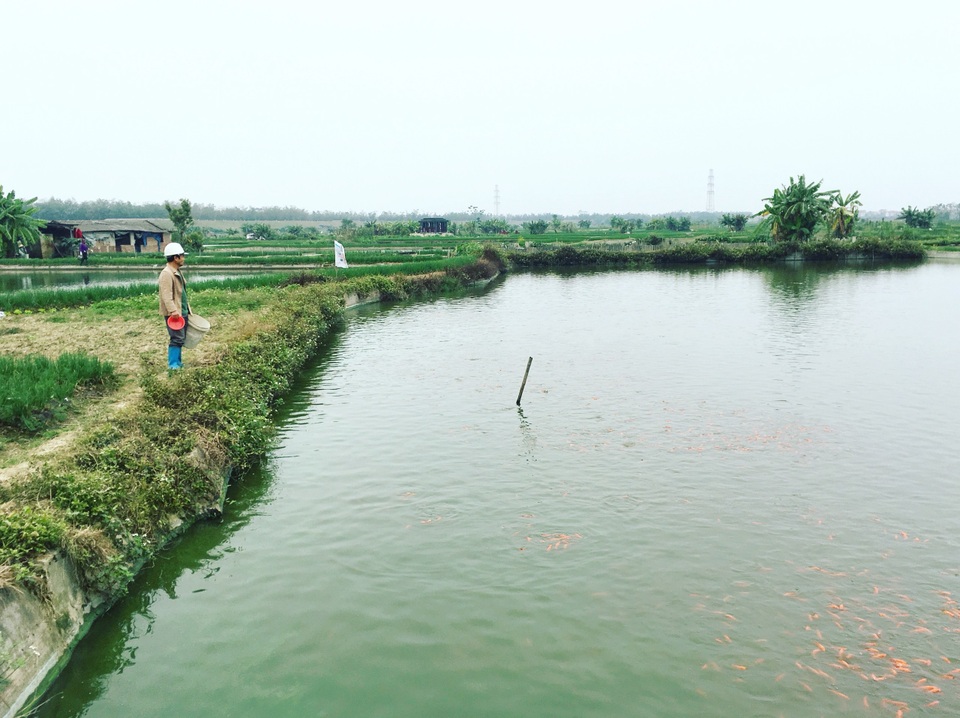 Đỏ rực cả làng, hàng tấn cá chép chuẩn bị Tết ông Táo - 1 Đỏ rực cả làng, hàng tấn cá chép chuẩn bị Tết ông Táo - 1