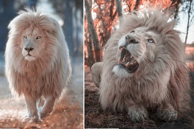 Sư tử trắng gây sốt trong khu bảo tồn thiên nhiên