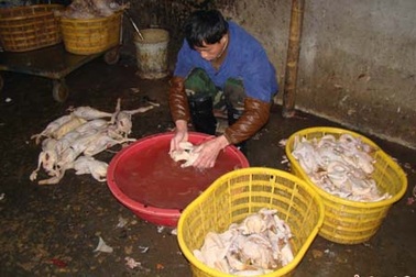 Phát hiện cơ sở cung cấp “ thịt vịt độc” cho nhà trẻ