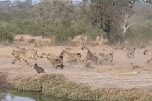 Đang "đánh chén", sư tử phải bỏ chạy tháo thân khi gặp loài vật này