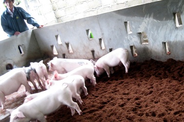 Sẽ nhân rộng mô hình chăn nuôi theo hướng an toàn sinh học