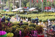 Sắc xuân rực rỡ phố Huế