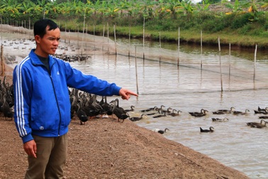 Cử nhân thu gần 100 triệu mỗi tháng từ vịt trời