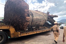 Tạm giữ xe đầu kéo chở cây sộp "siêu khủng"