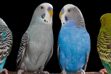 Loài vật có chung cơ chế não bộ với người để "nói"