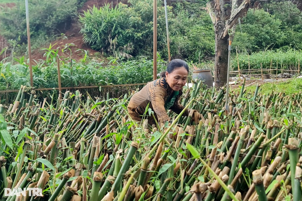Trồng thứ cây trăm đốt, lão nông cao nguyên hốt bạc tỷ mỗi tháng - 6 Trồng thứ cây trăm đốt, lão nông cao nguyên hốt bạc tỷ mỗi tháng - 6