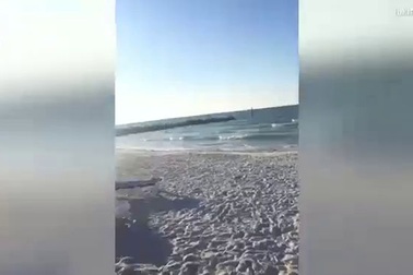 Người đẹp bikini bị đàn chim truy đuổi trên bãi biển