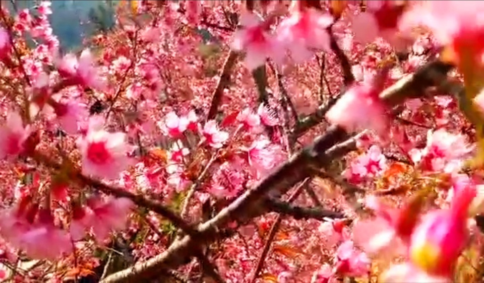 Ngắm hoa anh đào bung nở làm say đắm lòng người nơi miền biên viễn - 10 Ngắm hoa anh đào bung nở làm say đắm lòng người nơi miền biên viễn - 10