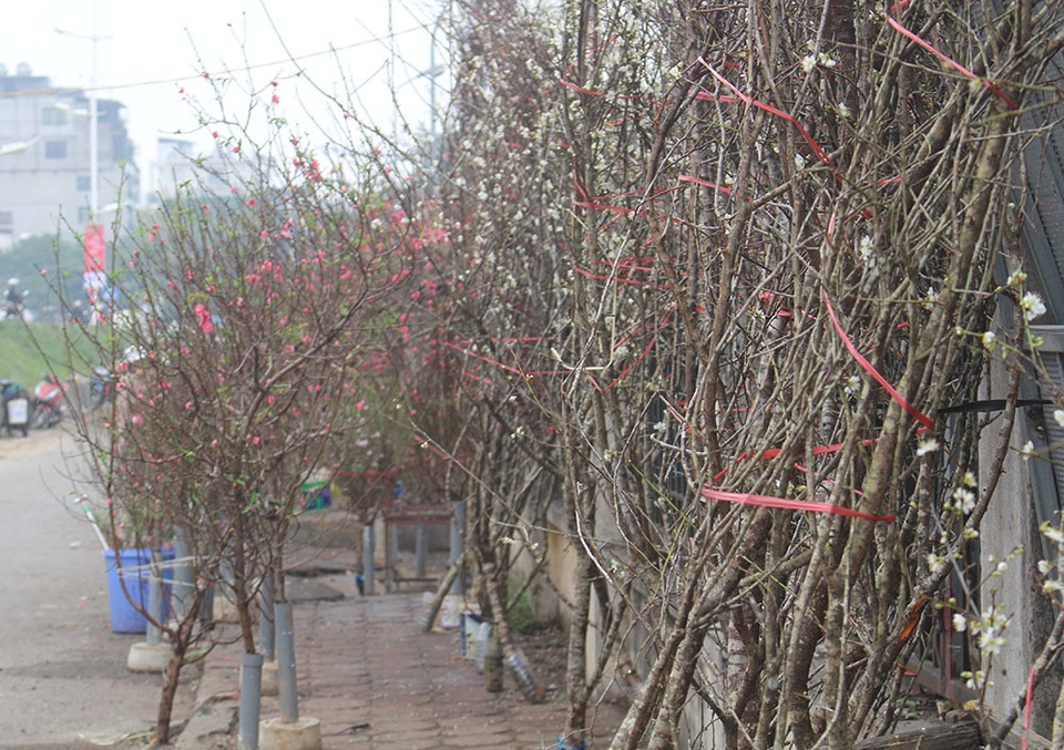 Một triệu đồng cành hoa mơ rừng, dân Hà thành giành nhau mua về trưng Tết - 2 Một triệu đồng cành hoa mơ rừng, dân Hà thành giành nhau mua về trưng Tết - 2