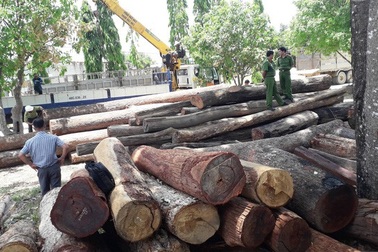 Vụ trùm gỗ lậu Phượng “râu”: “Có thể liên quan đến lực lượng kiểm lâm địa phương”