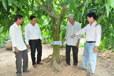 Độc đáo mô hình trồng xoài… qua internet