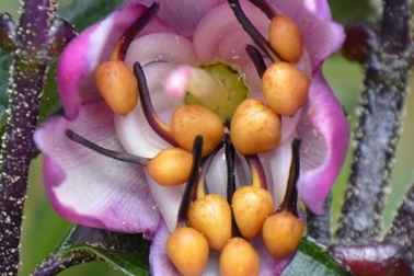 Kỳ thú những "chiêu trò" được thực vật sử dụng trong quá trình sinh sản