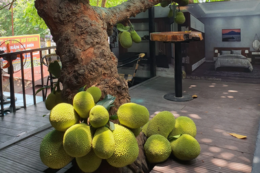 Quán cà phê ở Tuyên Quang có cây mít sai trĩu quả nằm vạ vật sát sàn nhà