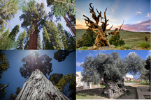 Khám phá những cây cổ thụ lâu đời nhất thế giới, có cây từ thời tiền sử