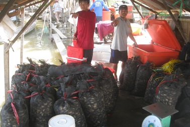 Lũ “cạn”, ít cá nhưng khấm khá nhờ cua, ốc