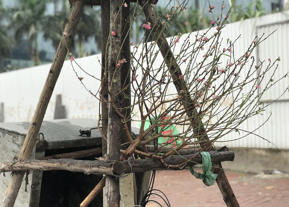 Hết Tết, cành đào tiền triệu đổi vận biến thành củi khô - 4 Hết Tết, cành đào tiền triệu đổi vận biến thành củi khô - 4