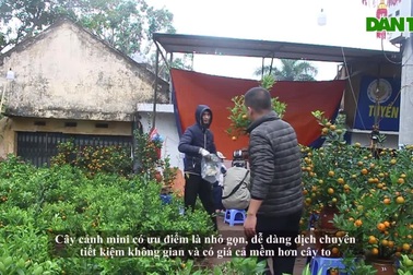 Chán mai, đào siêu to khổng lồ, dân Hà Nội chuyển sang chơi cây cảnh mini