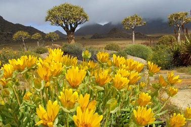 Những bức ảnh tuyệt đẹp về cánh đồng hoa xuân trên khắp thế giới