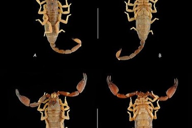 Việt Nam phát hiện thêm loài bọ cạp mới