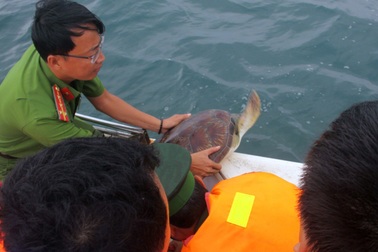 Giải cứu 12 cá thể vích quý hiếm ở Phú Quốc