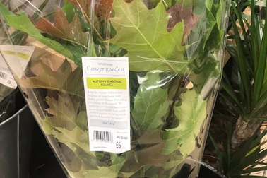 Siêu thị Anh bị chỉ trích vì bán lá cây giá cắt cổ