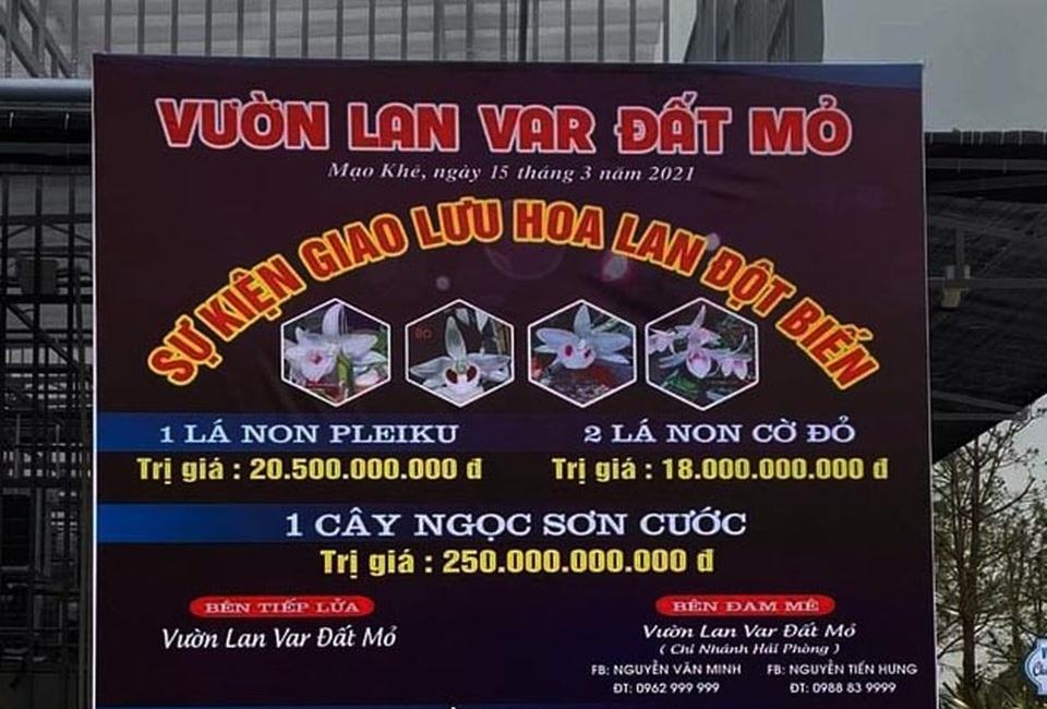 Tiết lộ sốc về giao dịch lan đột biến siêu khủng 250 tỷ đồng ở Quảng Ninh - 1 Tiết lộ sốc về giao dịch lan đột biến siêu khủng 250 tỷ đồng ở Quảng Ninh - 1