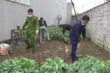 Cụ bà 72 tuổi trồng hơn 600 cây thuốc phiện để làm thuốc chữa xương khớp?