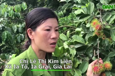 Gia Lai: Về "miệt vườn" xem cây ra quả thu trăm triệu đồng mỗi năm