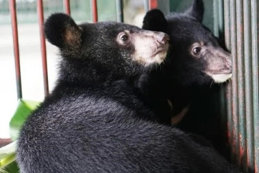 Vườn quốc gia Hoàng Liên cứu hộ nhiều loài thú hoang dã quý hiếm