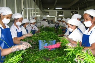 An toàn thực phẩm: Cần phải có chế tài xử phạt hành vi quản lý tắc trách