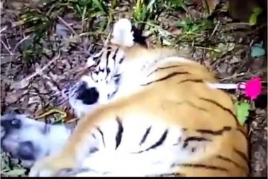 Kinh hoàng hổ chạy lang thang trong thành phố