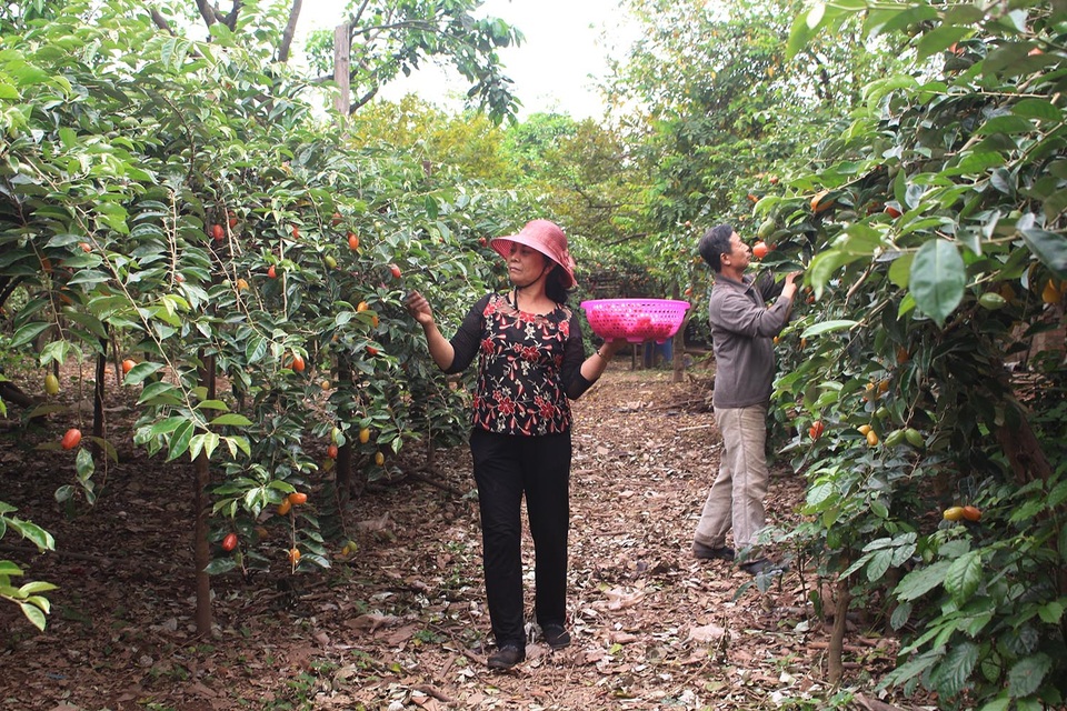Hái nhót chín hoa mắt đỏ tay, dân Hà Nội phấn khởi thu về bạc triệu - 4 Hái nhót chín hoa mắt đỏ tay, dân Hà Nội phấn khởi thu về bạc triệu - 4