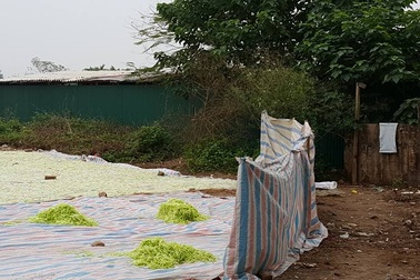 Phát hiện sân phơi mứt bí lộ thiên ngay sát nhà vệ sinh