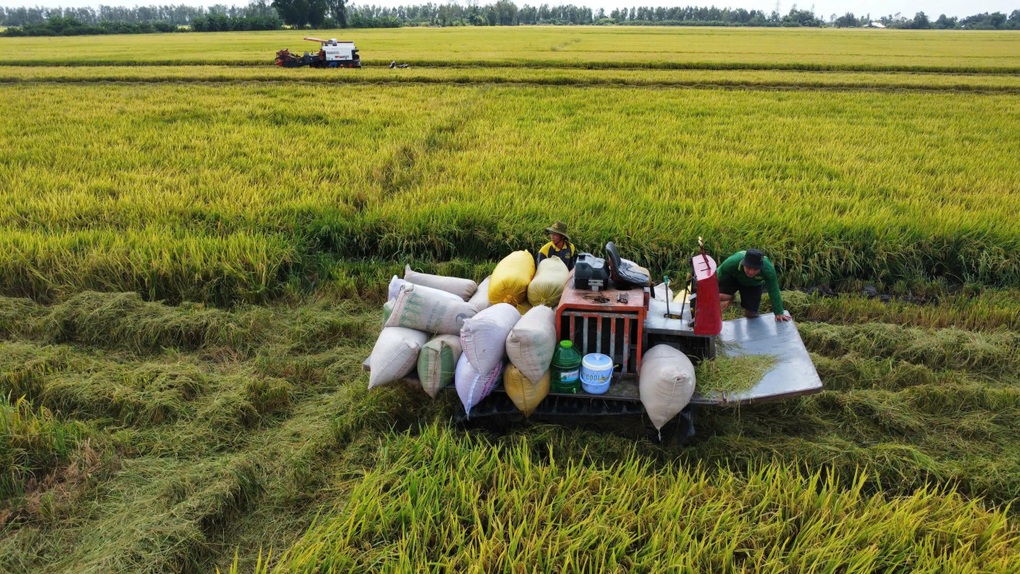 Nông dân lo lắng vì lúa giảm giá, VFA kiến nghị sớm mua tạm trữ - 3