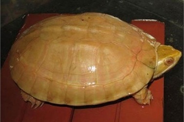 Báu vật rùa vàng 400 triệu đổi đời nông dân miền rừng