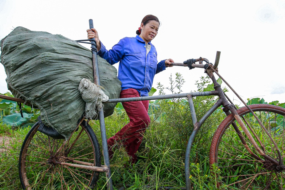 Lội bùn hái sen 2 tháng, nông dân kiếm hàng trăm triệu đồng - 12 Lội bùn hái sen 2 tháng, nông dân kiếm hàng trăm triệu đồng - 12