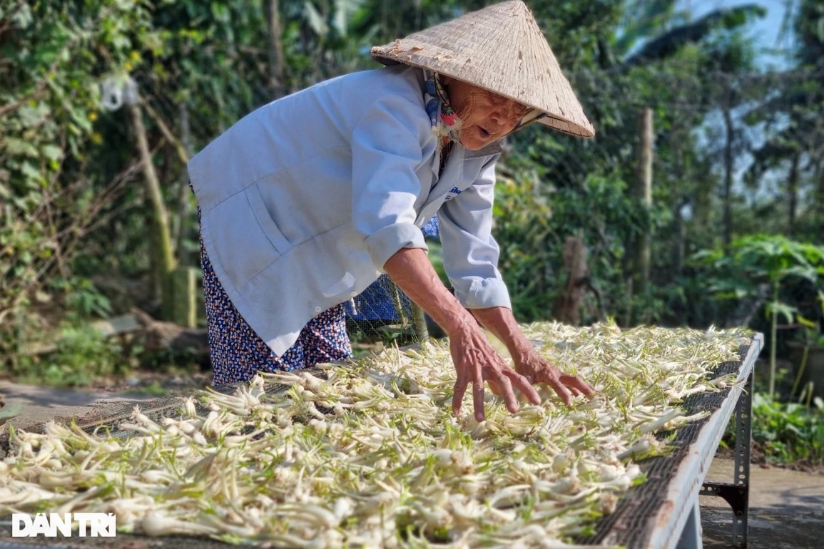 Trồng loại củ trắng ngần để muối ăn, nông dân có Tết ấm vì được giá - 4 Trồng loại củ trắng ngần để muối ăn, nông dân có Tết ấm vì được giá - 4