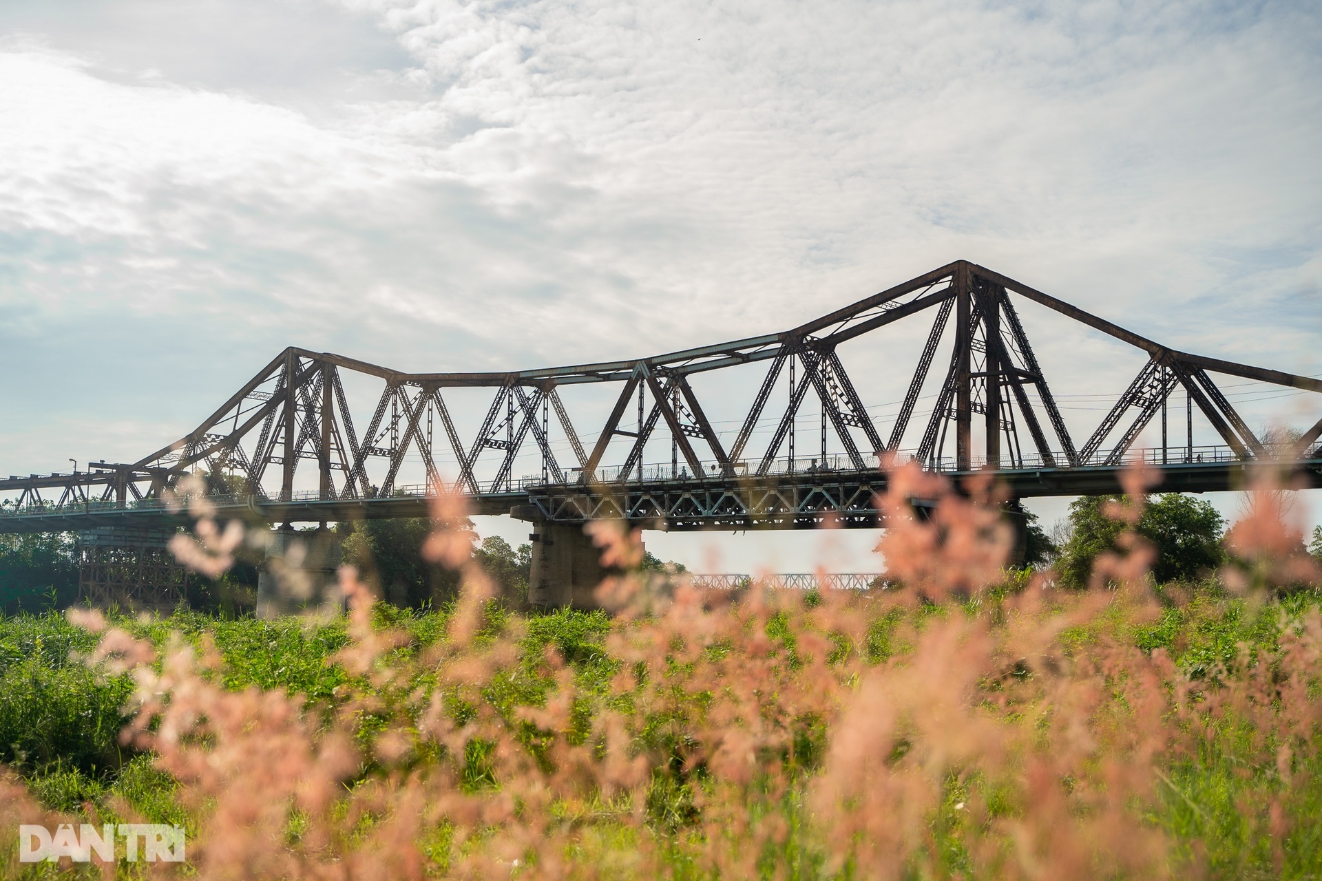 យុវជនសម្រុកថតរូបនៅវាលស្មៅពណ៌ផ្កាឈូកនៅជើងស្ពាន Long Bien - ១ Giới trẻ đổ xô về chụp ảnh tại bãi cỏ hồng dưới chân cầu Long Biên - 1