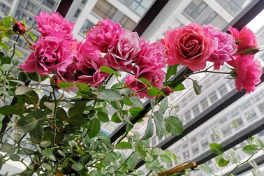 Chồng ôm mặt khóc nức nở trong đêm, biết lý do tôi lập tức ly hôn