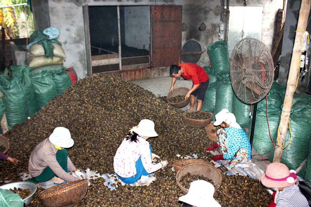 Cả làng giàu lên trông thấy nhờ trồng thứ cây không ngờ có ngày đắt giá - 1 Cả làng giàu lên trông thấy nhờ trồng thứ cây không ngờ có ngày đắt giá - 1