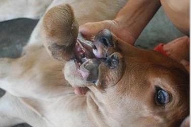 Con bê 2 cằm, 2 lưỡi và 4 lỗ mũi