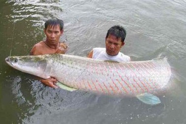 Đại gia Việt bắt cả "quái vật" sông Amazon về chơi