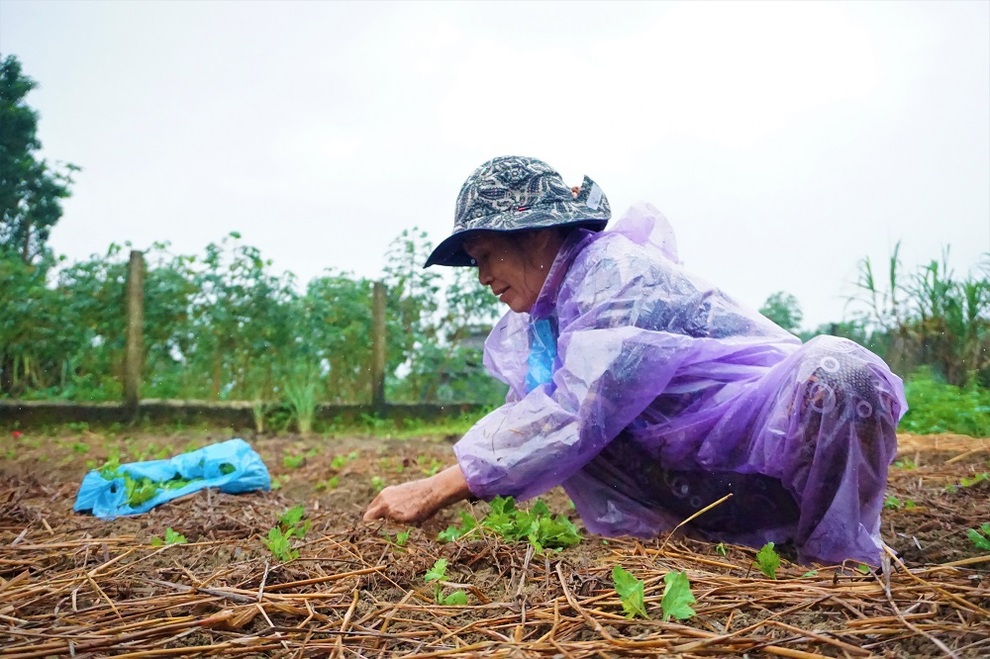 Nông dân đội mưa xuống giống hoa, vừa trồng vừa lo lụt, mất Tết - 11 Nông dân đội mưa xuống giống hoa, vừa trồng vừa lo lụt, mất Tết - 11